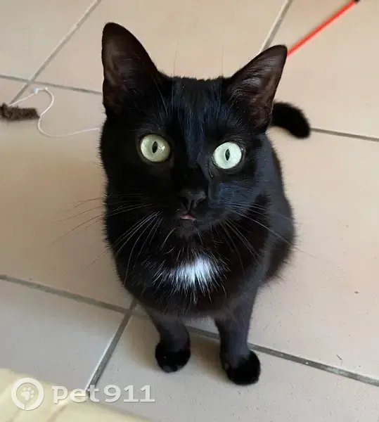 Chatte noire perdue Rue du Tertrain - photo