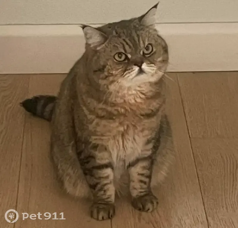 Chatte perdue, tigrée gris marron, Laval - photo