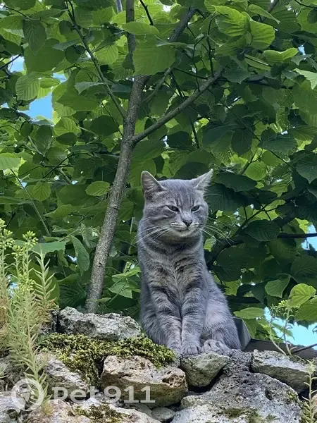Chat gris perdu à Boisemont, 3 sept. 2025 - photo