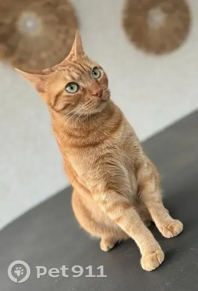 Chat perdu : 5 ans, yeux verts, Échirolles - photo