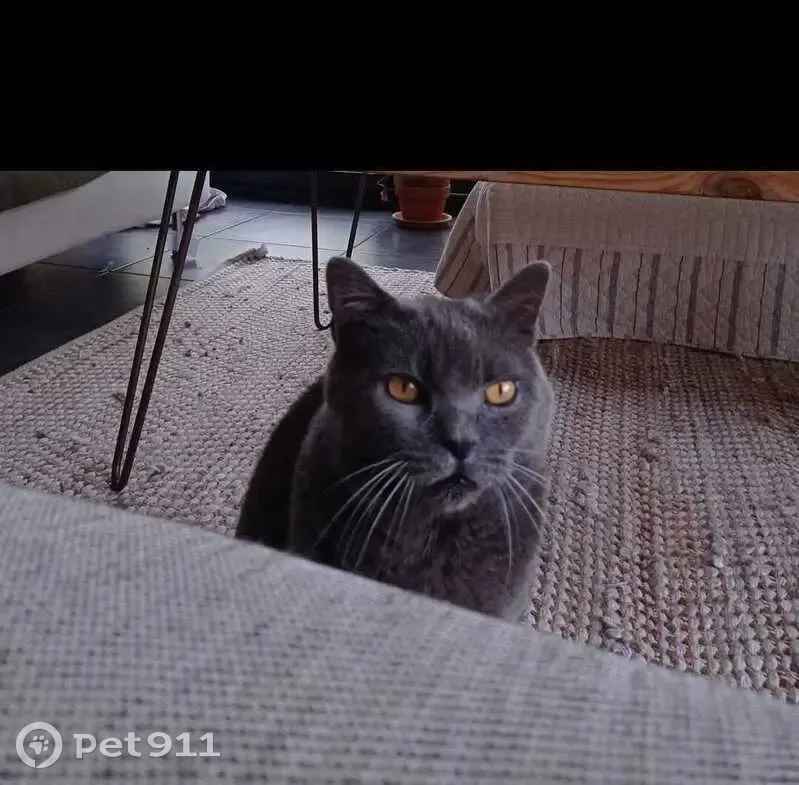 Chat mâle gris-bleu volé à Quinsac - photo