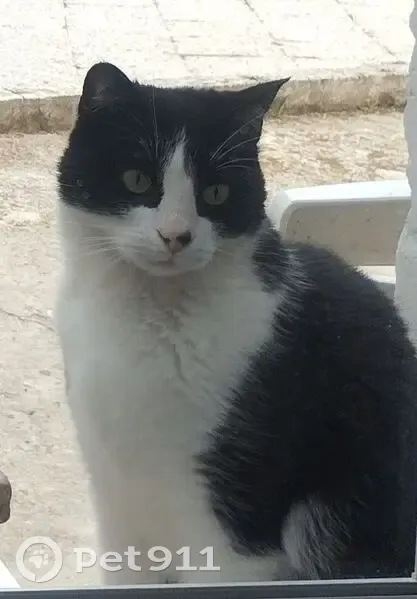 Chat perdu : Moscou, noir/blanc, craintif - photo