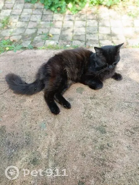 Chat brun noir trouvé, affectueux, Saint-Arnoult - photo