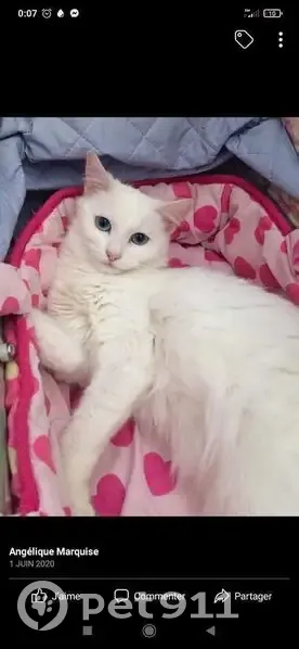 Chatte blanche sourde perdue à Aulnat - photo