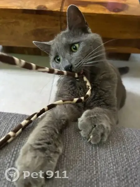 Chatte grise perdue à Restinclières - photo