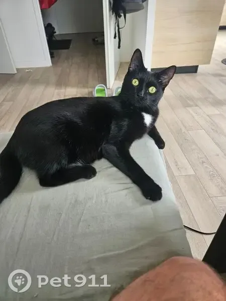 Petite chatte noire perdue à Collégien - photo