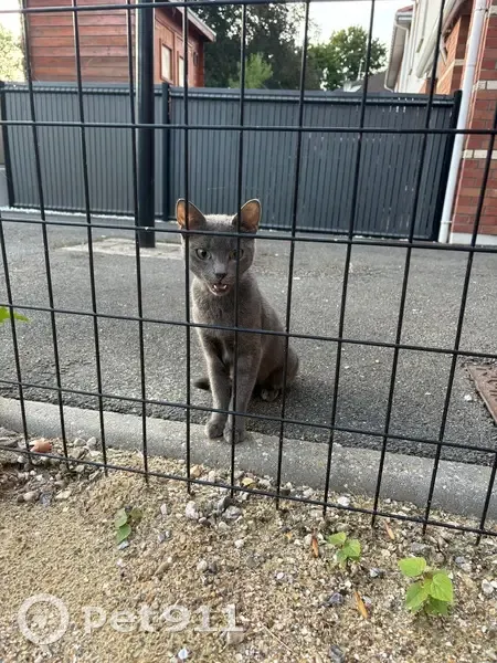 Chatte grise trouvée à Courchelettes - photo