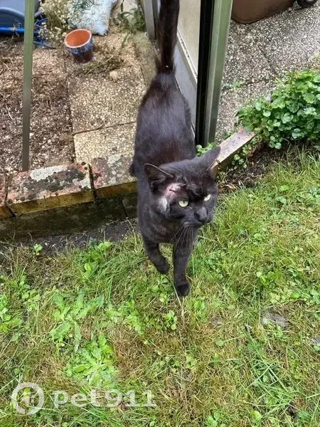 Chat noir blessé trouvé à Viroflay - photo