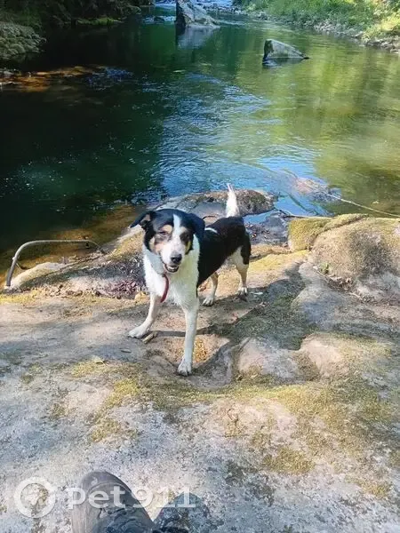 Chien perdu : Booba, noir/blanc, Biars-sur-Cère - photo