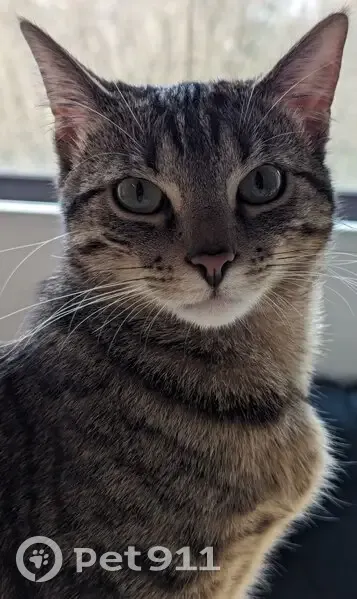 Chatte tigrée perdue à Noisiel - photo