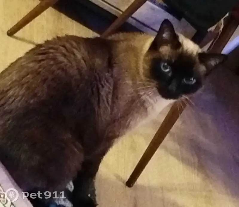 Chat perdu : siamois marron et blanc, Écully - photo