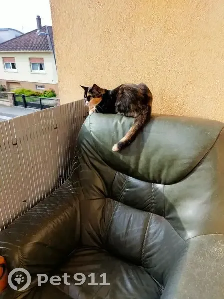 Chat perdue douce, préfère femmes, Gambsheim - photo
