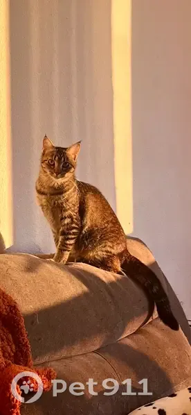 Chatte tigrée 1 an perdue au Barcarès - photo