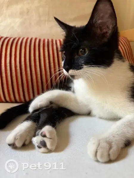 Chaton noir et blanc trouvé à Paris - photo