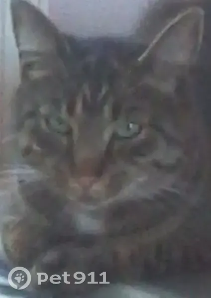 Chat perdu, âgé, tatoué, stérilisé à Barlin - photo