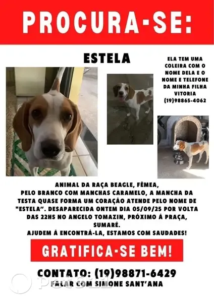 Cachorro perdido Fêmea (brl001469) - photo
