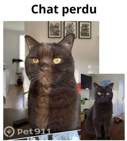 Perdu : Chat marron yeux jaunes à Saulx - photo