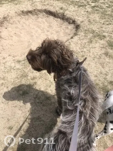 Chien perdu à Seyssinet-Pariset - photo