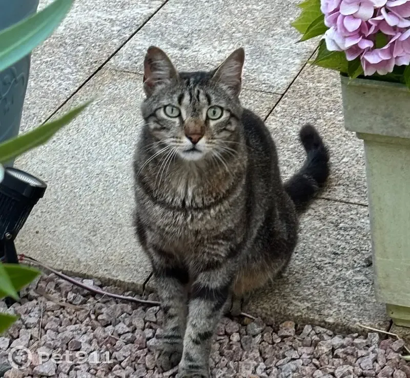 Chatte perdue à Pietrosella, yeux verts - photo