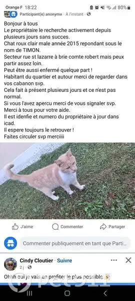 Chat perdu : mâle crème, Timon, Brie-Comte-Robert - photo