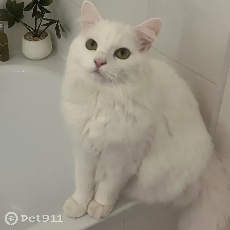 Chat blanc perdu, tombé du 4ème étage - photo