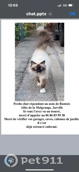 Chat sacré de Birmanie perdu à Jarville - photo