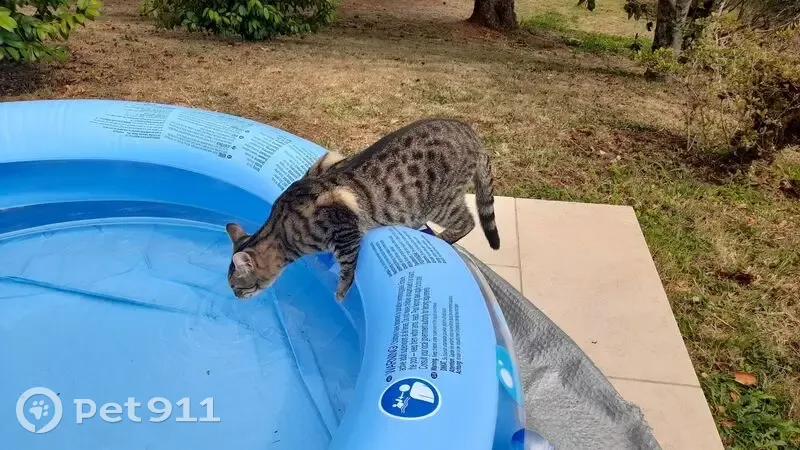 Chat mâle tigré perdu à Cosnac - photo