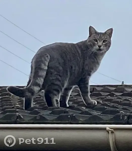 Chat européen tigré gris perdu à Argenteuil - photo