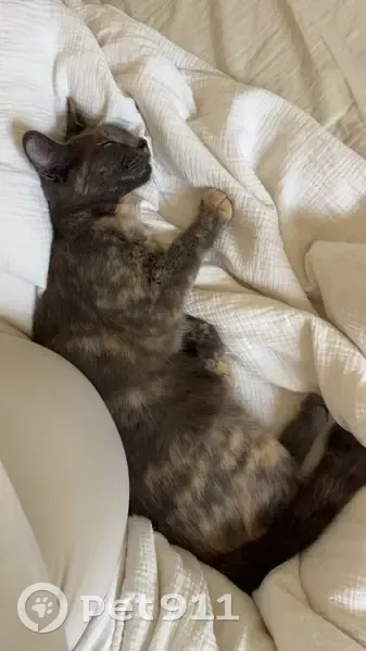 Chatte perdue à Mandelieu, stérilisée - photo
