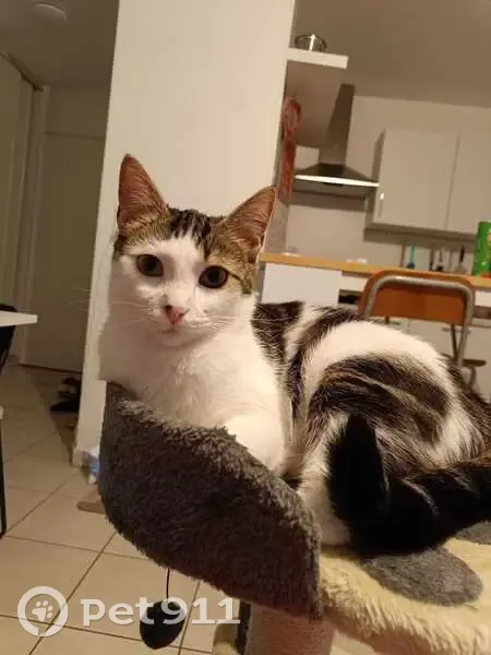 Mia, chatte tigrée perdue à Clermont-Ferrand - photo