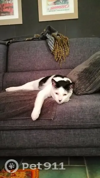 Chat perdu : noir et blanc, tache sur museau - photo