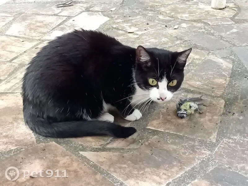 Chatte Noire et Blanche Perdue à Combs-la-Ville - photo
