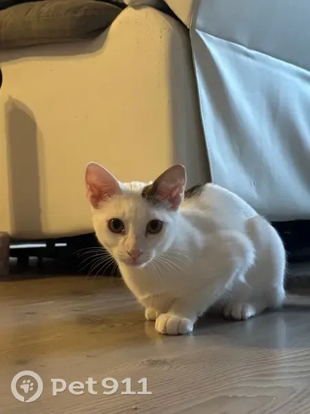 Chat perdu : jeune blanc tacheté, yeux jaunes - photo