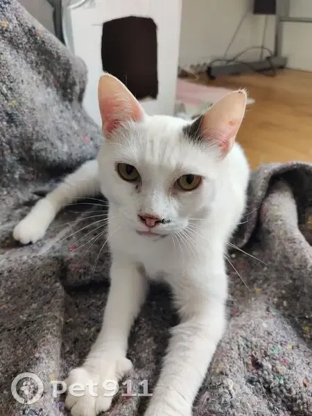 Chat blanc tacheté gris trouvé à Seclin - photo