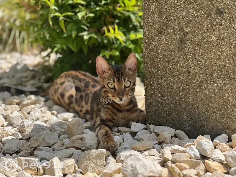 Chat Bengal perdu à Wiwersheim - photo