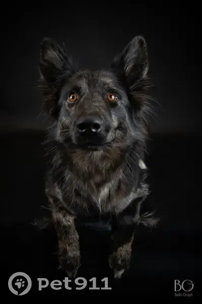 Chienne perdue noire et grise à Bonnetan - photo