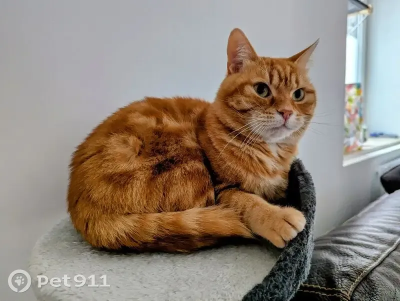 Chat roux tigré perdu à Tourcoing - photo