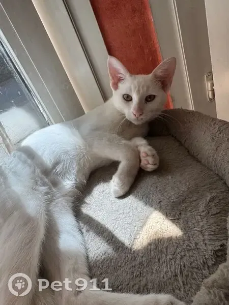 Chaton blanc perdu, Rue Auguste Chollat - photo