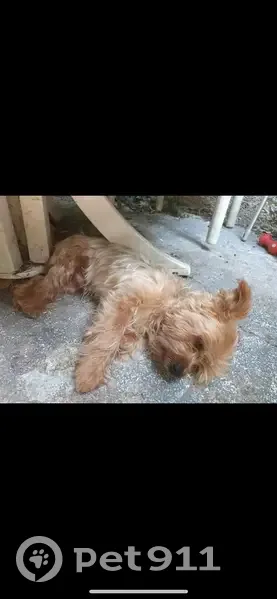 Yorkshire Terrier perdu à Nice : Rocky - photo