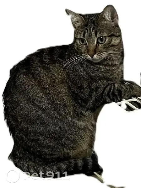Chatte tigrée perdue à Cachan - photo