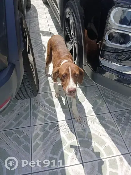 Chien trouvé peureux avec collier au Gosier - photo