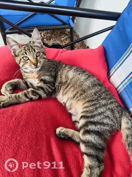Jeune chat mâle trouvé à Nantes - photo