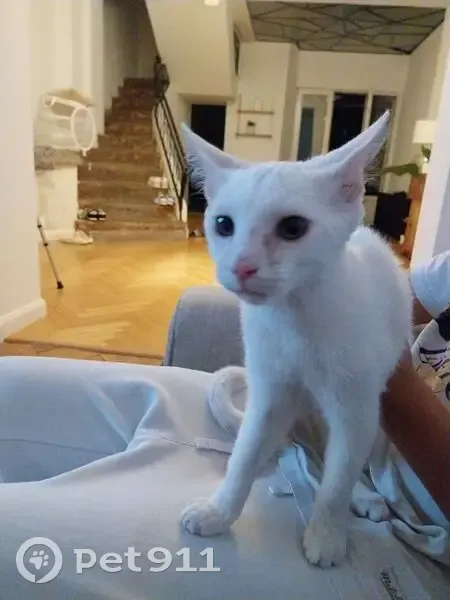 Chat trouvé coincé dans un camion à Roubaix - photo