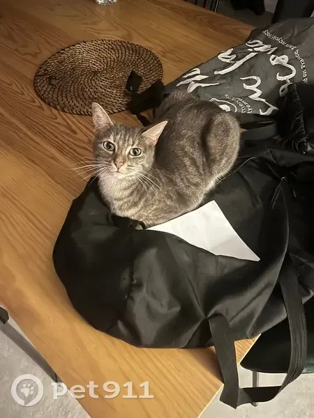 Perdue : Chatte grise tigrée à St-Hilaire - photo