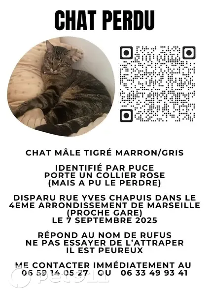 Chat perdu tigré noir/beige Rue Chapuis - photo