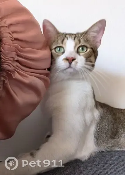 Chat tabby perdu à Marseille (13003) - photo