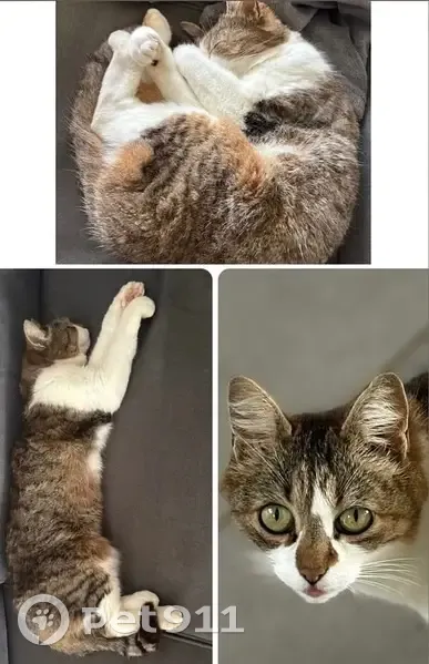 Chatte de 10 ans disparue à Montpouillan - photo
