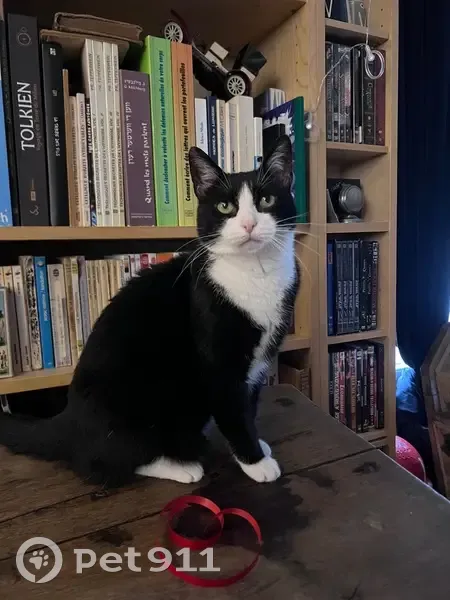 Chatte perdue à Rennes, rue de Picardie - photo