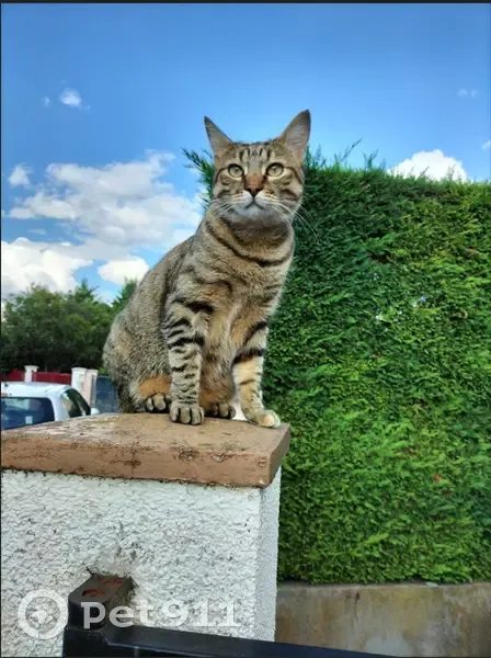 Chatte tigrée perdue à Aulnat - photo