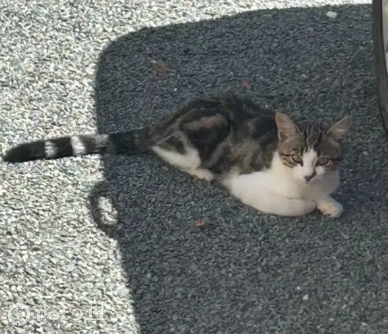 Chatte perdue Alya, 10 mois, Tocane-Saint-Apre - photo